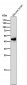 Anti-Wnt5a Rabbit Monoclonal Antibody